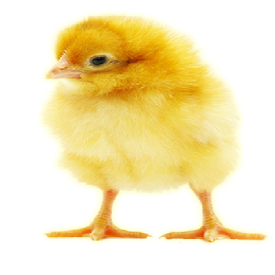 Пушистый жёлтый цыплёнок