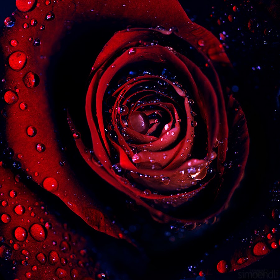 The dark rose. Фото темной розы с каплями. Картинка с темным оттенком.