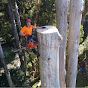 Tree Climber Harry