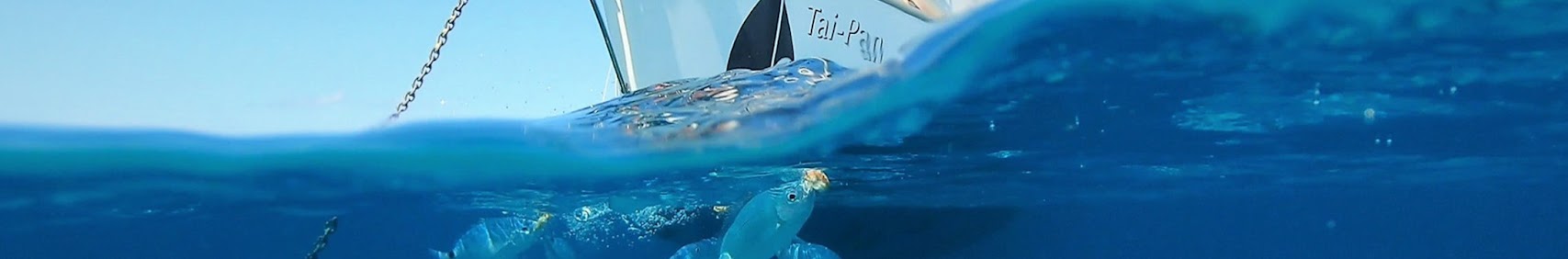 sailingsvtaipan