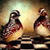 Quail Checkers