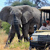 logo Wildlife Experience- Africa