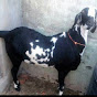 Ajmer Bakra Shaukeen