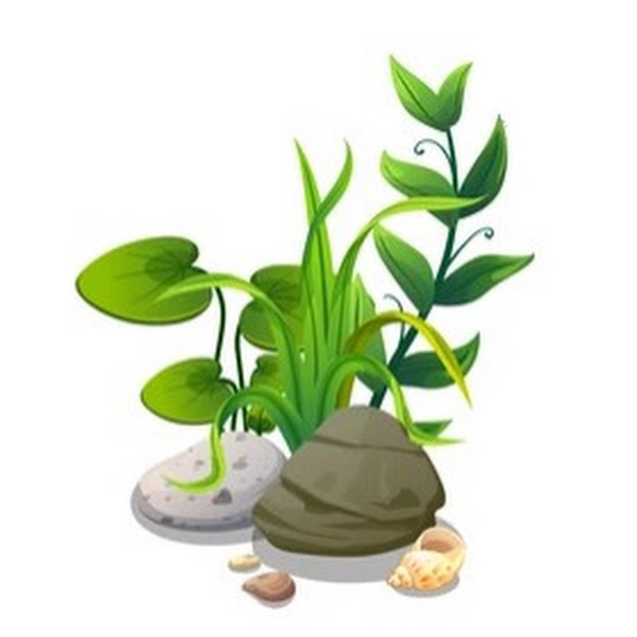 Object plant. Аквариум с растениями без воды рисунок. Water the Plants cartoon.