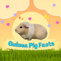 Guinea Pig Facts