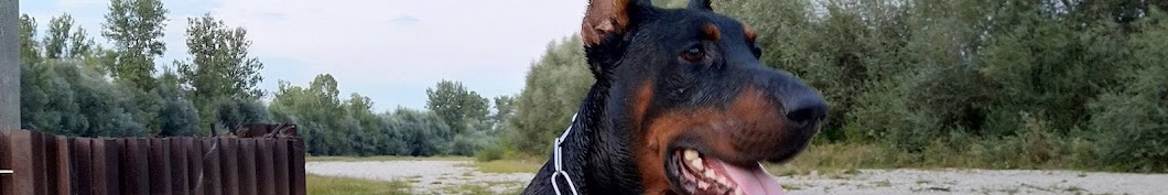 Trénuj s Dobermanom