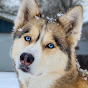 Gone to the Snow Dogs youtube avatar