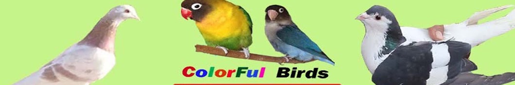 ColorFul Birds & Animals