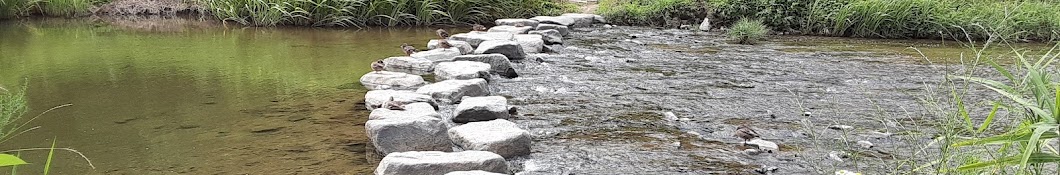 Anyangcheon Stream Duck 