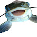 SmilinCatfish