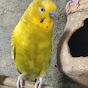 Cute birds