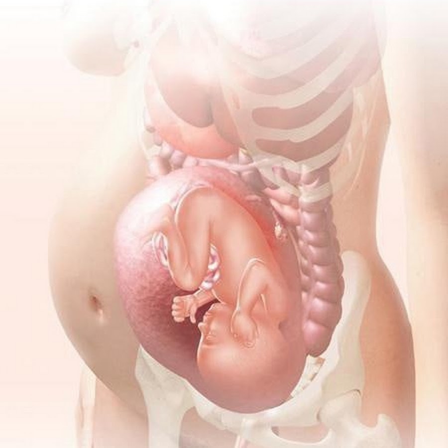 Роды 16 недель. Расположение ребенка в утробе. Малыш в животике.