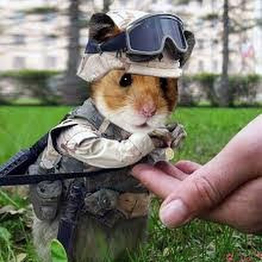 Hamster combat unable to get account info. Боевой хомячок. Крыса в военной форме. Хомяк в форме.