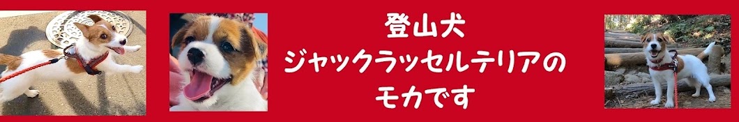 登山犬 ジャックラッセルテリアのモカです