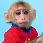 Monkey Su Su