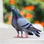 Majhdia Pigeon Lovers