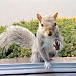 Squirrels at the window