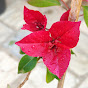 Bougainvillea aman