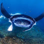 SNORKELING WITH MANTA