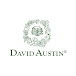 David Austin Roses