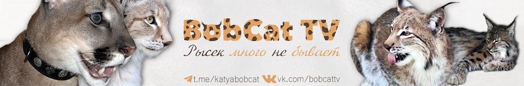 BobCat ТВ Banner