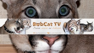 Заставка Ютуб-канала BobCat ТV