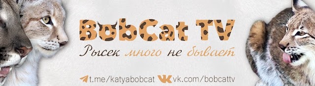 BobCat ТV
