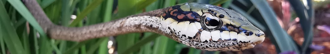 JASON ARNOLD - SNAKE HANDLER Banner