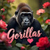 Romantic Orangutan 