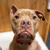 COUNTRY LIFE ONE-EARED PITBULL DAISY