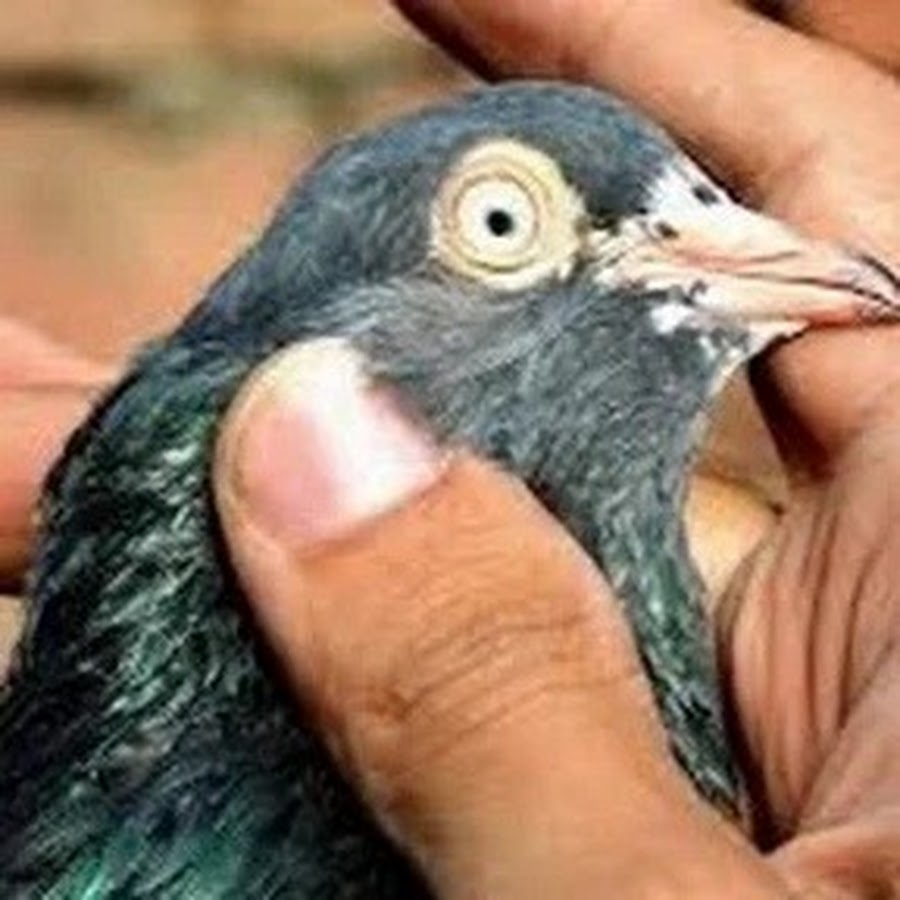 Hashim Mahmood Pigeons @hashimmahmoodpigeons
