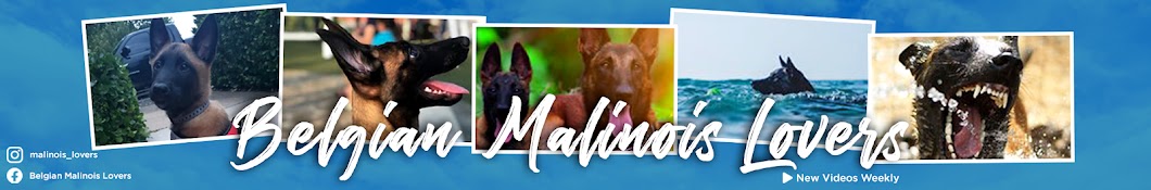 Belgian Malinois Lovers