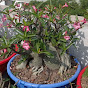 Adenium ZAST