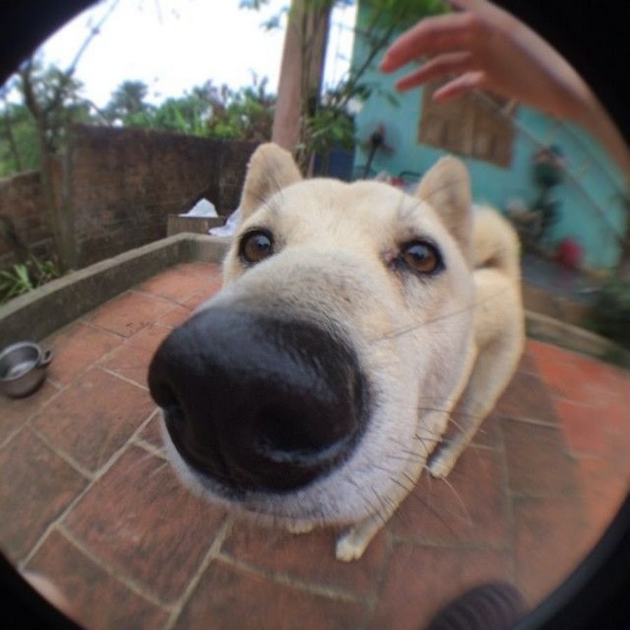 Собака через. Собака Fisheye. Животные рыбий глаз. Собака в широкоугольной камере. Собака на широкоугольный объектив.