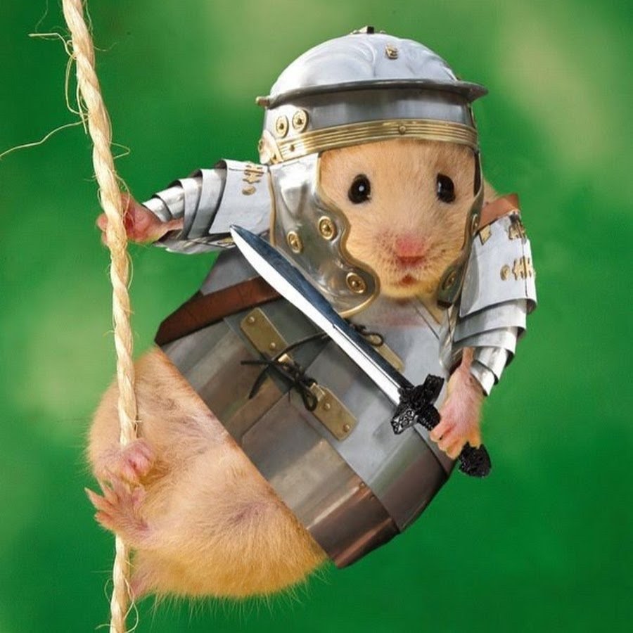 Hamster kombat ютуб канал