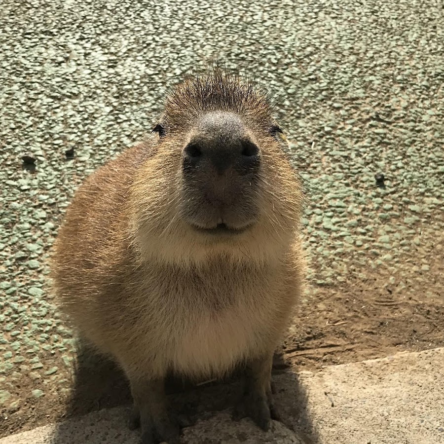 Capybara rock rust фото 72