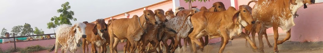 Rajmoti Gir Gaushala