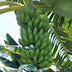 Pekebun Pisang Tuban 23 /Banana Farmers