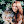 GirlWithTheDogs avatar