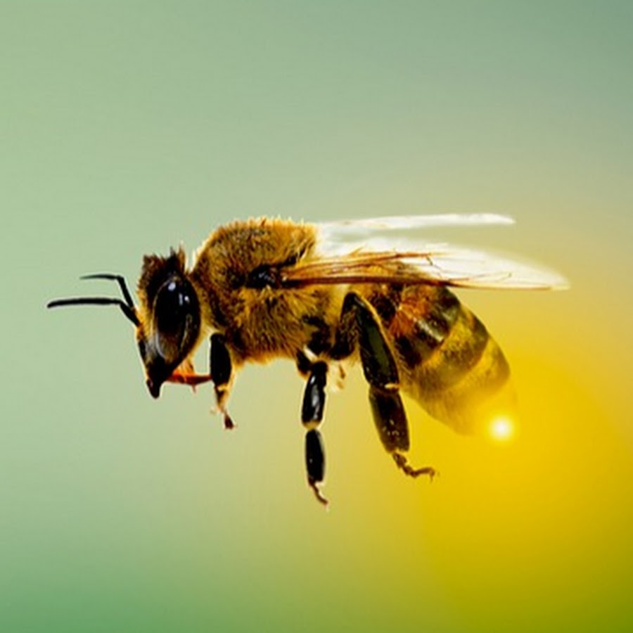 Звук пчелы слушать. Звук пчелы. Пчела увеличенная. Звук пчелы написать.