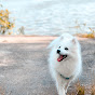 Japanspitz Yuki