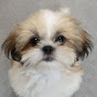 luck the Shih Tzu