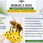 Bushveld Bees
