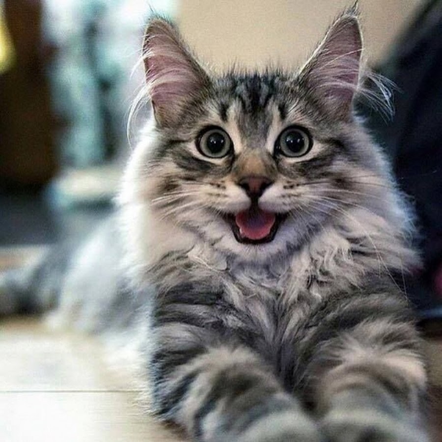 Our cat like. Счастливый кот. Радостный. Радостный кот. Кот улыбается.
