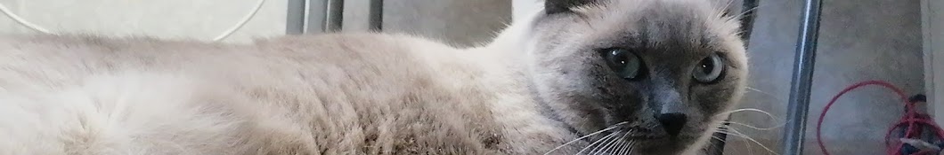 кот Арсений