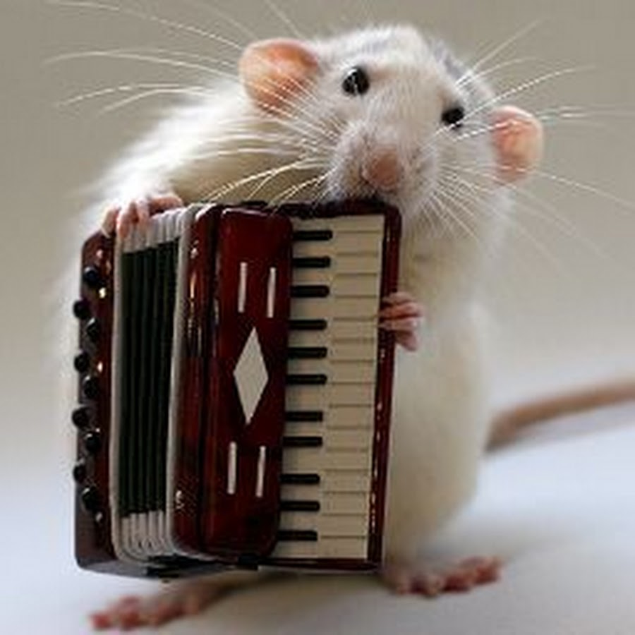 Крыса слушает музыку