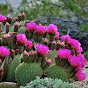 🌵 Cactus Peru