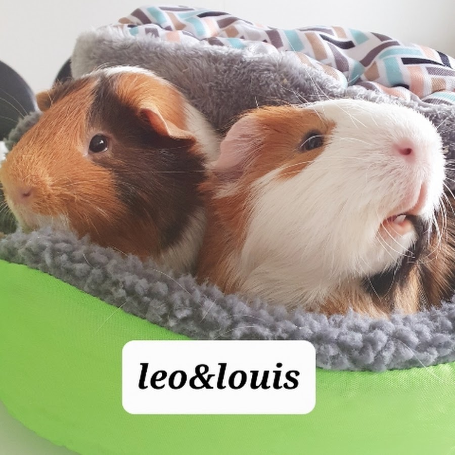 Louis & Leo - YouTube