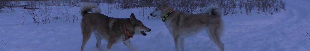 Forest Dogs