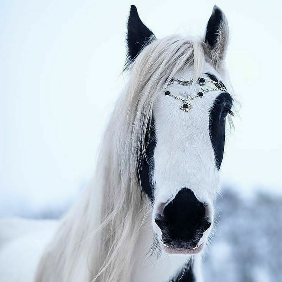 Белая лошадь фото